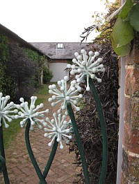 Detail from a garden gate - Leeks in flower